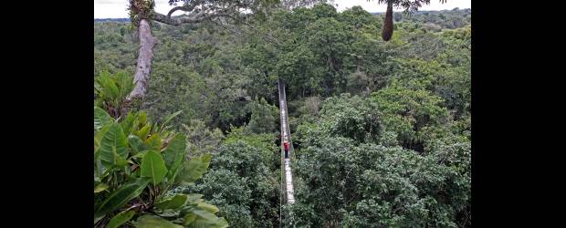 Los beneficios de los bosques | Hernán Vanegas |