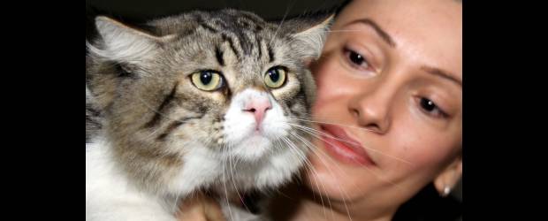 Rasguños de éxito y agradecimiento | Manuel Saldarriaga | Baical es el nombre de este gato siberiano, una raza reconocida por no producir alergia en los humanos. Está acompañado de su dueña, Lina María Fernández.