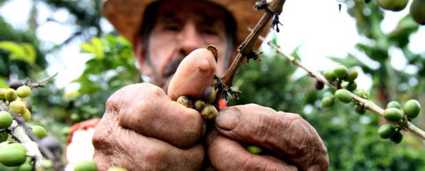 Gobierno anuncia implementación de más medidas para sector cafetero