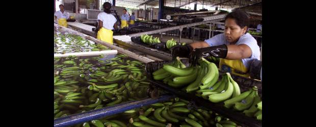 Bajaron los aranceles al banano en la Unión Europea | Archivo | Con la firma del acuerdo en la Organización Mundial del Comercio (OMC), los exportadores de banano del país gozarán de una reducción del arancel que deben pagar para llevar el producto a los 27 países de la Unión Europea. En unos siete años, la tasa pasará de 148 euros a 114 euros por tonelada.