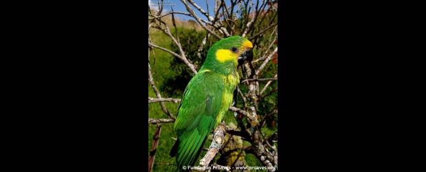 Un loro señala por dónde es el camino | Cortesía Proaves | El loro orejiamarillo también habita en algunos sectores del suroeste antioqueño. Su conservación es un deber de todo ciudadano en el área de influencia.