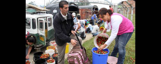 Llueven fresas en el Oriente | Donaldo Zuluaga | Claribel Rojas compra diariamente 13 kilos de fresas, es decir, una caneca. Ella la vende frente a la Zona Franca del San Vicente de Paúl, en y su esposo la usa para preparar cocteles en un mall en Llano Grande. Cada caneca, dependiendo del tamaño de la fruta, se vende entre 13.000 y 33.000 pesos.