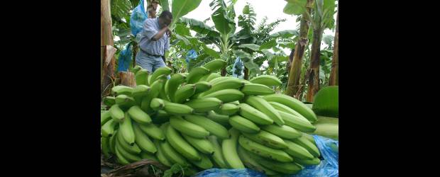 Desinfección para un buen banano | Archivo | A juicio de los expertos el buen manejo de las herramientas sería suficiente para evitar complicaciones. En Urabá hay unas 32.500 hectáreas de banano.