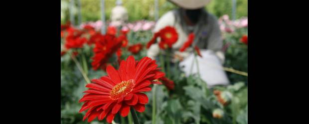 Paro floricultor en Oriente | Archivo | Nicolás Nannetti afirma que este año han perdido el 25 por ciento de sus ingresos. Mientras tanto, los trabajadores del Oriente antioqueño dicen que las fincas donde trabajan no se han visto afectadas por las lluvias.