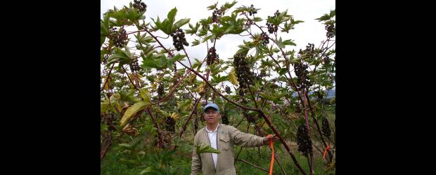 Lista la higuerilla bicentenaria | Cortesía | Colombia es un importador neto del aceite de higuerilla cuando se puede producir y generar posibilidades para los agricultores colombianos.