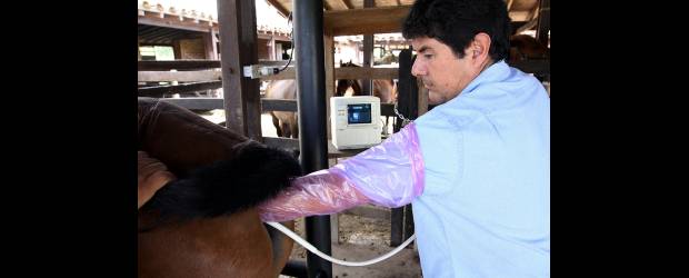 El mundo real del reproductor artificial | Juan Antonio Sánchez | Hasta ocho millones de pesos se llega a cobrar por el servicio de un caballo, aunque lo común son los precios entre 500.000 y 3 millones de pesos. El dueño de un caballo entrega un registro de monta por servicio y por eso no tendría sentido preñar a varias hembras con la misma muestra, pues no tendría el aval del mundo equino donde el linaje es esencial. Fotos en Embryo Transfer.