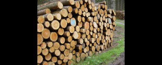 Plaza Mayor, con mucha madera | | El mundo forestal es protagonista esta semana.