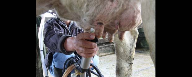 Frenan la brucelosis bovina en Urrao | Archivo | El ICA informó que la certificación de Urrao como libre de brucelosis bovina tendrá lugar luego de realizar cuatro mil pruebas diagnósticas en la ganadería de la zona. Eso permite producir leche de mejor calidad y precio.