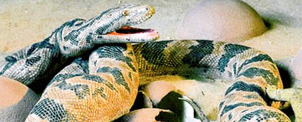 Una culebra que tragaba dinosaurios | Cortesía Tyler Keillor-Bonnie Miljour | En este dibujo se muestra la posición en la que estaba la culebra sobre el nido, esperando la eclosión de los huevos