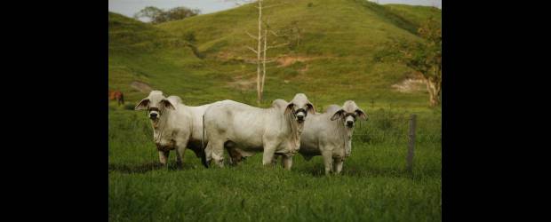 Ganaderos: hora de cultivar | Archivo | En tiempos de verano se evidencia la reducida disponibilidad de alimentos para el ganado. Sembrar en la finca ganadera es una opción.