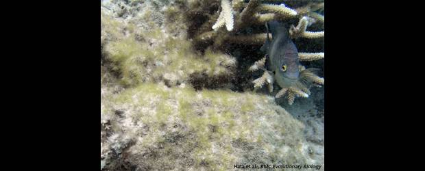 Este pez cultiva algas a su gusto | Cortesía Hata Et Al | La damisela destruye las algas que no le gustan y deja crecer la que sí.
