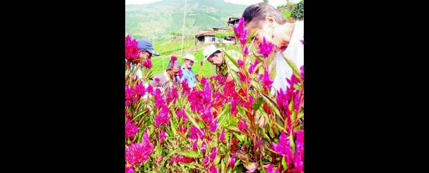Corregimientos tendrán fiestas | Manuel Saldarriaga | Los campesinos de Medellín serán exaltados en las fiestas de los corregimientos, que se cumplirán los dos próximos fines de semana.