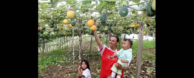 Abriaquí se baña en granadillas | Donaldo Zuluaga, Enviado Especial, Abriaquí | Rojas, amarillas, anaranjadas y de muchas tonalidades más se ven colgando granadillas por las tierras de Abriaquí. Doña Yolanda Aguirre, una mujer muy espiritual, se siente feliz en su terruño, viendo crecer a sus hijos a la par que van cada día colgando más y más frutas de las matas sembradas por su esposo Hugo. El horizonte se ve despejado, sobre todo porque hay apoyo, ellos no se sienten solos.