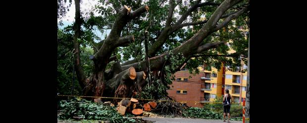 Dolió la tala del caucho gigante | Juan Antonio Sánchez | Metroplús aclaró que la intervención en este árbol de El Dorado y otras que realizan, cuentan con la autorización de Corantioquia como autoridad ambiental y que sembrarán más de 900 nuevos árboles.