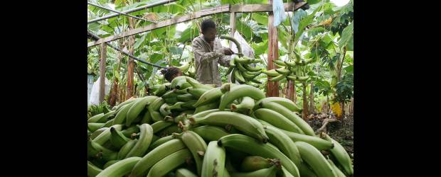 Embutidos con mucha fibra | Archivo | Debido a los controles de calidad del plátano de exportación, gran parte de la producción es desechada. Los investigadores quieren explotar esta condición y así generar un alimento rico en fibra, y económico.