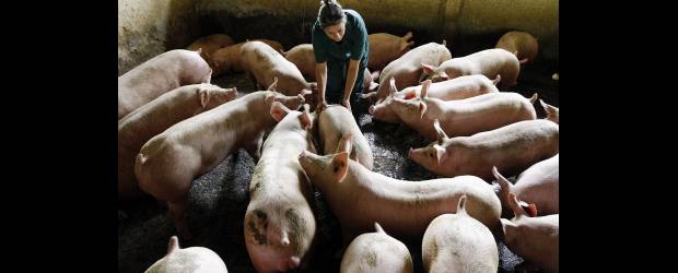 Antioquia se libera de la peste porcina | Archivo | El consumo de carne de cerdo en Antioquia es el más alto del país: 15,2 kilos por persona al año. La región está libre de la peste porcina clásica.