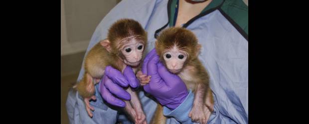 Nacieron los primeros micos imposibles | Cortesía Ohsu | En la foto dos de los primeros micos quimera, que contienen células de seis genomas diferentes, pese a lo cual se desarrollaron sin problemas hasta ahora. La forma como se lograron ayudará a entender el uso de células madre en terapias en humanos. Otro avance importante.