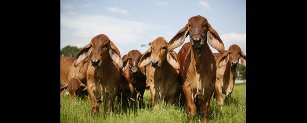 Agro nacional vuelve al mercado venezolano | Archivo | Una de las principales exportaciones agropecuarias de Colombia al mercado venezolano es la de animales vivos. Las exportaciones agropecuarias hacia Venezuela pasaron de 531.836 toneladas en 2008 a 67.868 toneladas en 2010.