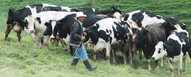 Mejor ver y tocar la vaca antes de comprarla | Donaldo Zuluaga |