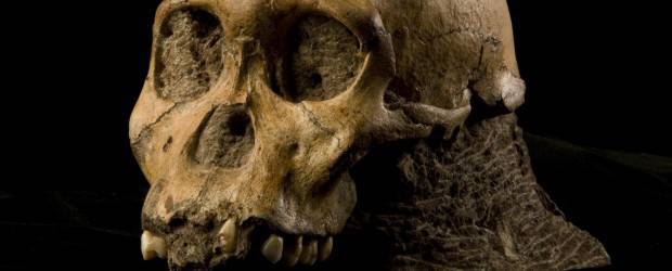 AP | Esta especie comparte más rasgos con los primeros Homo que cualquier otro australopiteco y por ello puede ser su antecesora o estar emparentada con un antecesor que coexistió durante un tiempo con el Homo, explica el estudio.
