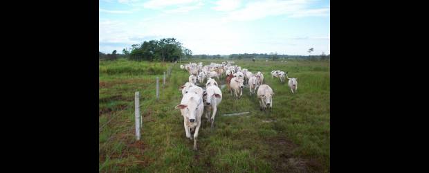 Las vacas se detienen con energía | Cortesía Jorge Restrepo Restrepo | Una cerca eléctrica de un kilómetro de extensión podría gastar unos 10.000 pesos mensuales en energía. Juan Diego Tobón del Centro de Veterinaria y Zootecnia CES, calculó que el gasto es el mismo de una nevera. En el mercado también se ofrecen cercas que usan energía solar. Foto en Puerto Parra, Santander.