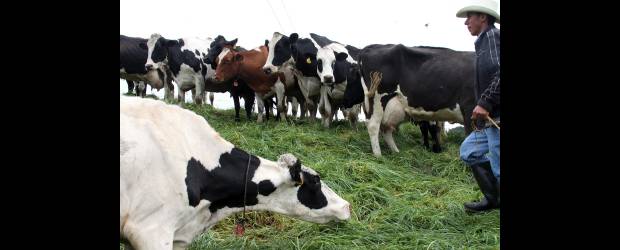 Ayude en su finca a reducir gases del ganado | Donaldo Zuluaga | Una de las estrategias de Corpoica para mitigar la emisión de gases de efecto invernadero es la producción de carne con alto uso de nitrógeno, pero usando pasturas de Brachiaria humidicola que tiene la capacidad de inhibir nitrificación y reducir las emisiones de óxido nitroso.