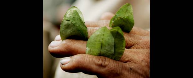 Coca-cocaína, del límite a lo ilimitado | Reuters, Lima-perú |