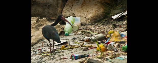 Sobrevivientes de un río moribundo |