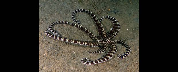 Ahora el pulpo es mago | Cortesía | Se aprecian diferentes posiciones adoptadas por el pulpo para imitar otros animales y escapar del ataque de sus depredadores. No se entienden bien porqué recurre a esta estrategia en vez de camuflarse.