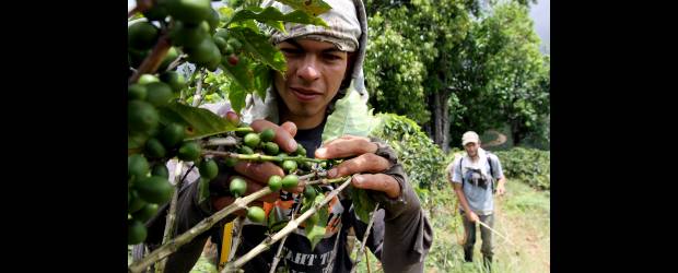 Con $10.000 millones se inicia control de la roya | Julio César Herrera | El avance de la roya en los cafetales del Suroeste de Antioquia y otras regiones ha reducido considerablemente la producción del grano. Los cafeteros han reclamado una ayuda efectiva al gobierno, de la cual ya se recibirá un primer avance de 10.000 millones de pesos para combatir el mal en todo el país.