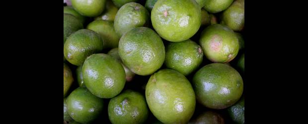 Está en Antioquia el plan para salvar de HLB al limón | Archivo | Los frutos cítricos de las ramas afectadas con HLB son pequeños, con deformaciones asimétricas. A veces muestran inversión de color o manchas.