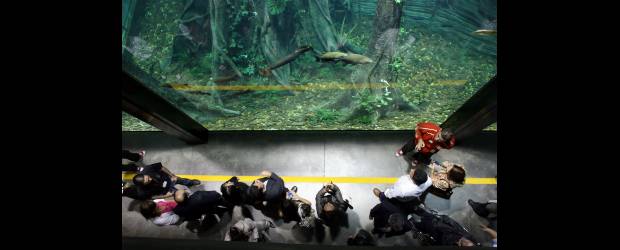 A "bucear" en los ríos | EL COLOMBIANO