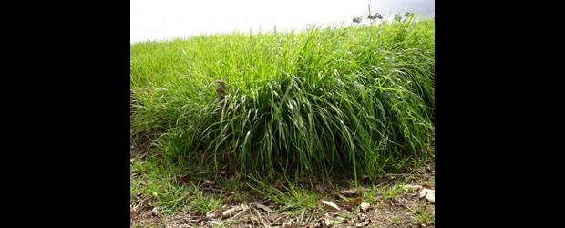 El pasto es un asunto para echarle mente | Archivo | El curso de pastos y forrajes de Caequinos tiene un costo de 330.000 pesos. Son 28 horas de capacitación teórico - práctica. Tel. 3781469