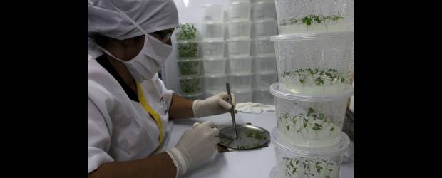 Paulownia una revolución agraria | Róbinson Sáenz | La producción de plantines in vitro garantiza clones genéticamente seleccionados de rápido crecimiento: 1.8 a 2.5 centímetros por día. A los siete años el árbol alcanza una altura de 30 metros. Además, permite uniformidad en las plantaciones, lo que genera una mayor rentabilidad.