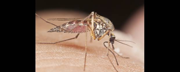 Panamá, atento a brote de dengue | El mosquito aedes aegypti es el transmisor de la enfermedad.