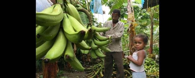 Así se asegura un banano larga vida | Archivo | Los mercados internacionales exigen que el banano que se cultiva en el país llegue antes de que se complete el proceso de maduración de la fruta.