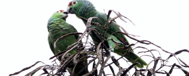 Sinfonía animal en el Valle de Aburrá | Fotos Hernán Vanegas | Estos pericos son una especie de ave que abunda mucho en el Valle de Aburrá. En grupos de decenas o centenares vuelan de árbol en árbol sobre todo en la avenida Juan del Corral y también en algunos árboles del Parque Berrío.