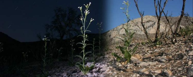 Tabaco silvestre | Cortesía Max Planck-d. Kebler | El hallazgo de plantas que cambian la hora de abrir flores serviría algún día para un desarrollo en cultivos de interés humano. Foto de N. attenuata.