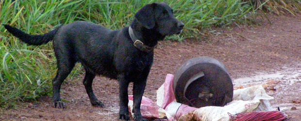 Colprensa | “Se fue más alegre que nunca (…) tal vez ya sabía lo que ocurriría”, señaló el acongojado entrenador de 'Sacha', la perra de raza labrador.