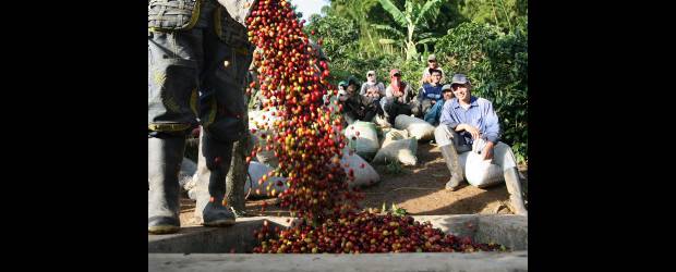 Fiestas llaman a visitar pueblos | Donaldo Zuluaga | Los turistas no solo podrán disfrutar de los paisajes y del aire puro que ofrecen los municipios de Antioquia, pues habrá diferentes eventos, entre ellos las Fiestas del Café de Altura en Concordia.