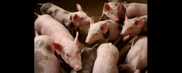 Cerdos son el tema de hoy | Archivo | Unas 170.000 cerdas de cría hay en el país, la mitad en Antioquia. Los municipios más porcícolas son Donmatías, Santa Rosa, San Pedro, Entrerríos, Yarumal, Barbosa, Cisneros, Guadalupe, Gómez Plata y el corregimiento San Antonio de Prado.