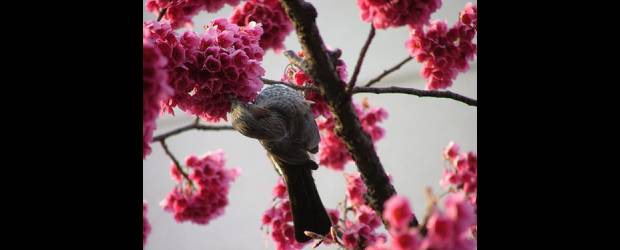 El clima trastorna las flores | Cortesía | La floración temprana o tardía incide en la alimentación de aves e insectos y en la polinización. Un tema por estudiar.