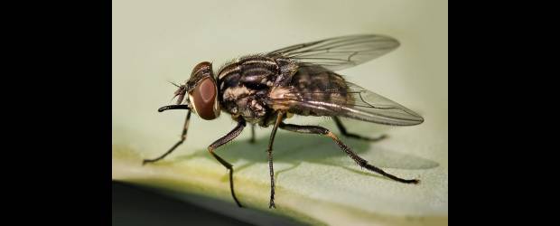 Otra mosca en El Poblado | Cortesía | Esta es la mosca del establo, cuyas picaduras son dolorosas. En algunas partes se conoce como mosca brava.