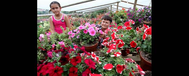 El museo de las flores vivas | Donaldo Zuluaga | Doña Ofelia y su nieta Sarita revisan las conservadoras ("hay que hablarles", dice la experta). Abajo, la mata de huevo, de la familia de las begonias.