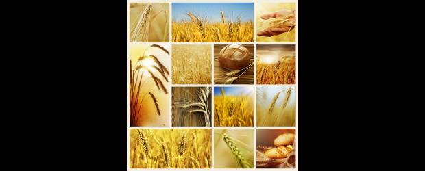 El acero viene en granos enteros | Shutterstock | Un grano entero es un alimento que conserva en las proporciones naturales, incluso cuando hayan sido triturados, sus partes constituyentes: salvado (capa externa), endospermo (capa media) y germen (capa interna). Algunos procesos prescinden del germen y el salvado. Así, se pierde el 25 % de la fibra.