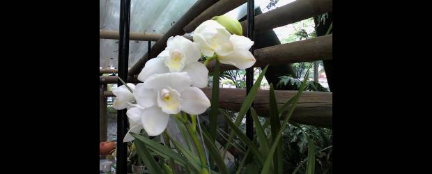 Sol y sombra son claves para su jardín | Cortesía | Son muchas las variedades de orquídeas que se prestan para embellecer jardines, ya sea en el piso, en troncos o raíces, o colgando desde canastos o árboles. En la gráfica, una planta de cymbidium blanco que se caracteriza por crecer en vara, por tener alta durabilidad y flor grande. Viene en diversos colores.