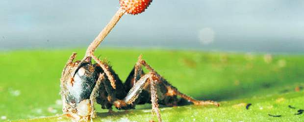 La hormiga zombie va hacia la muerte | Cortesía David Hughes | Una hormiga aparece muerta, con sus mandíbulas clavadas sobre la hoja. El hongo ha dado paso a una especie de bulbo, desde el que se diseminarán las esporas para que la invasión continúe. Una manera de asegurar la supervivencia, práctica que tiene varias decenas de millones de años.