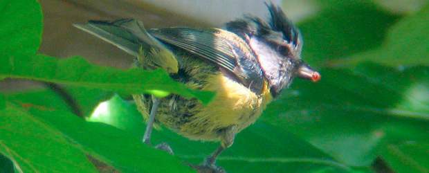 Los pájaros andan trasnochados | Cortesía | La urbanización afecta distintas especies animales, desde insectos hasta aves y mamíferos. La iluminación nocturna incide en su comportamiento, pero faltan estudios. Foto de un herrerillo común.