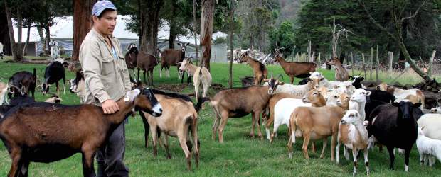Cultivos limpios y rendidores | Henry Agudelo | Uno de los fuertes de la Fundación es la cría de cabras y ovejas, con razas especiales que garantizan alto rendimiento y ciclos más continuos de producción de leche. Se les aprovecha para derivados como el queso, que tiene una alta aceptación entre los compradores en un mercado dominical en el predio.