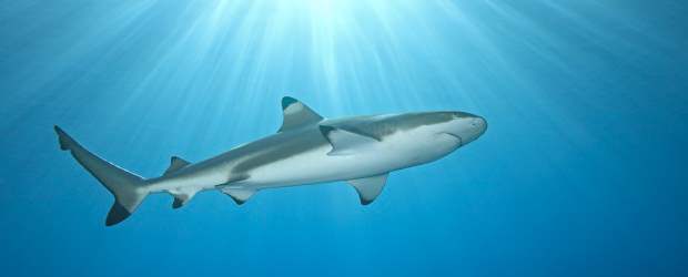 Conozca la verdad sobre los ataques de tiburones | Cortesía | Este viernes, a las 9 de la noche, National Geographic Channel pondrá a prueba algunas de las teorías más comunes sobres los ataques de los reyes del agua.